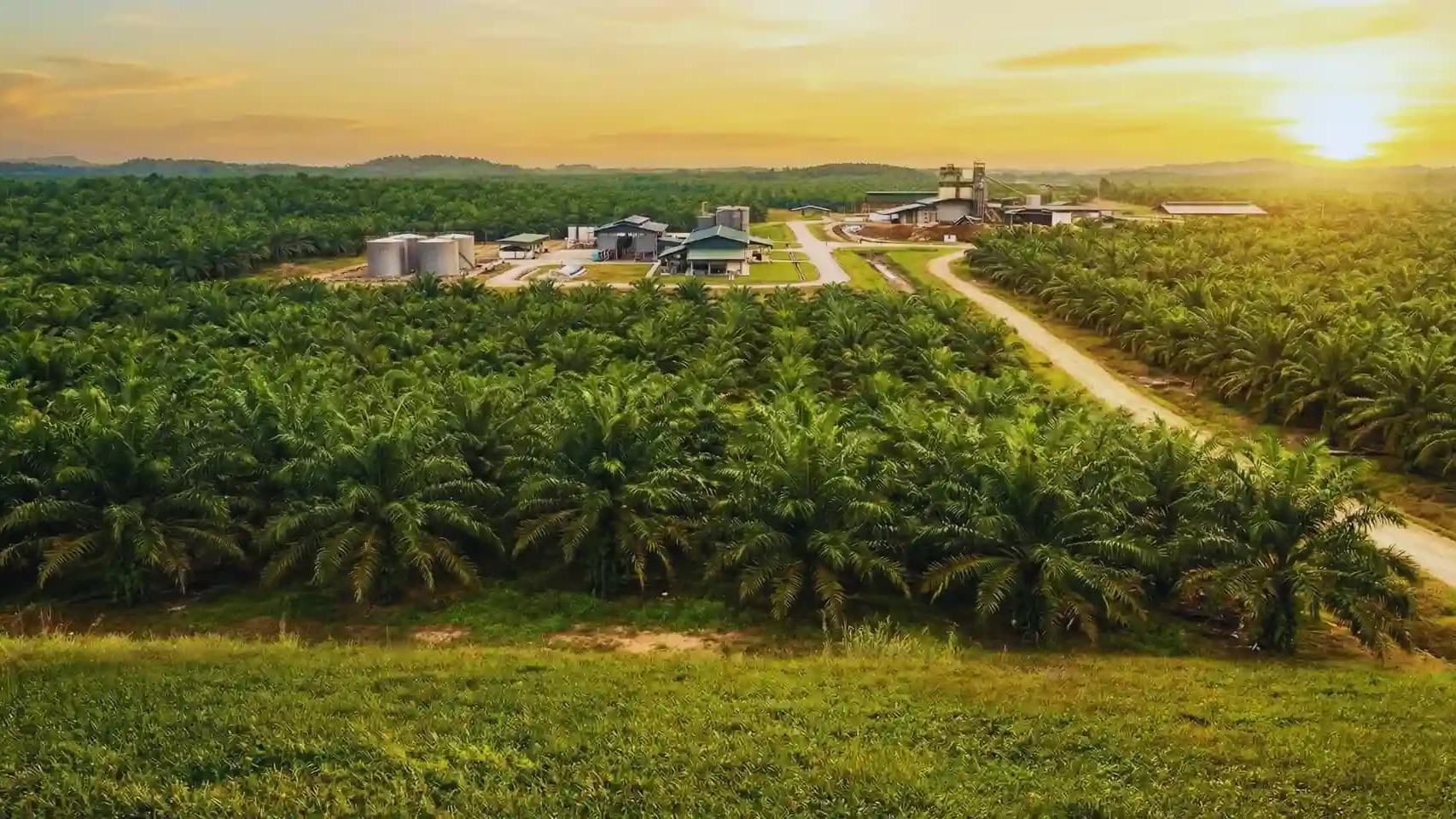Foreign Nationals Can Own Palm Oil Plantations in Indonesia for Up to 95 Years—Here’s How to Set One Up